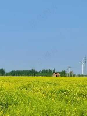 如画的油菜地
