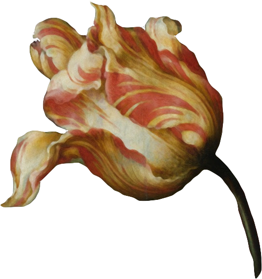 复古油画质感宫廷花卉植物花朵鲜花拼贴图案PNG免抠图片设计素材