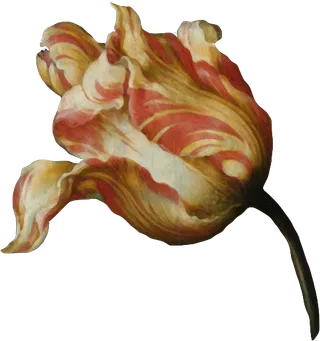 复古油画质感宫廷花卉植物花朵鲜花拼贴图案PNG免抠图片设计素材