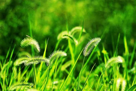 狗尾巴草图片 狗尾巴草图片