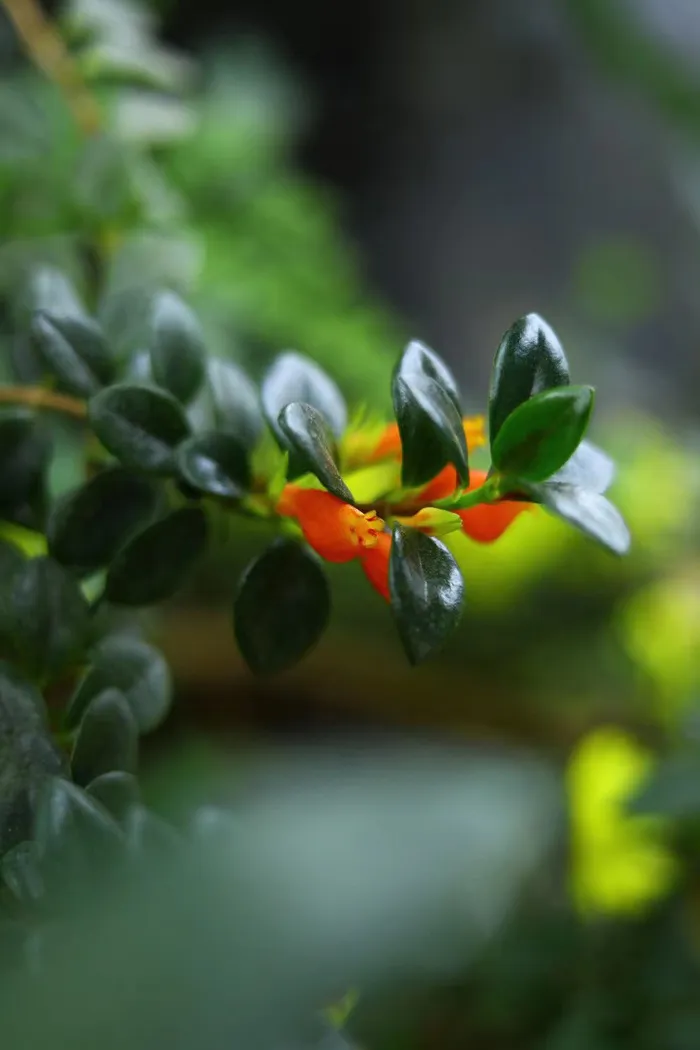 红花绿叶背景图