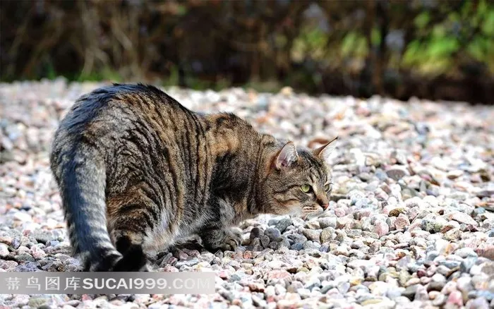 站在石子里的猫