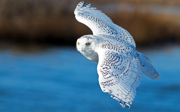 鸟类大全猫头鹰高清素材大图