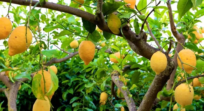 西西里的柠檬树