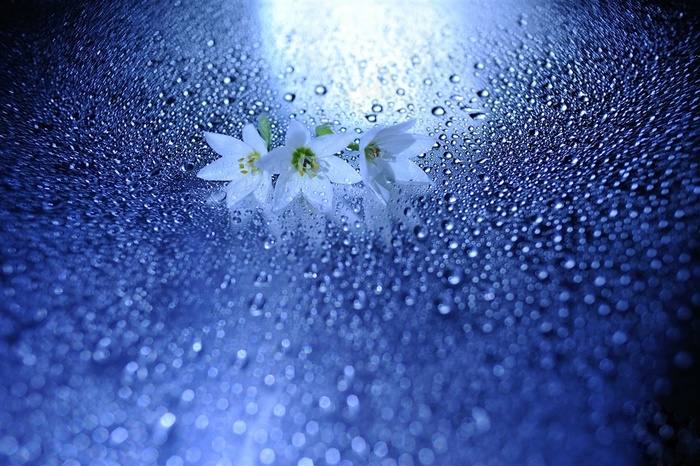 唯美纯白小花高清鲜花图片