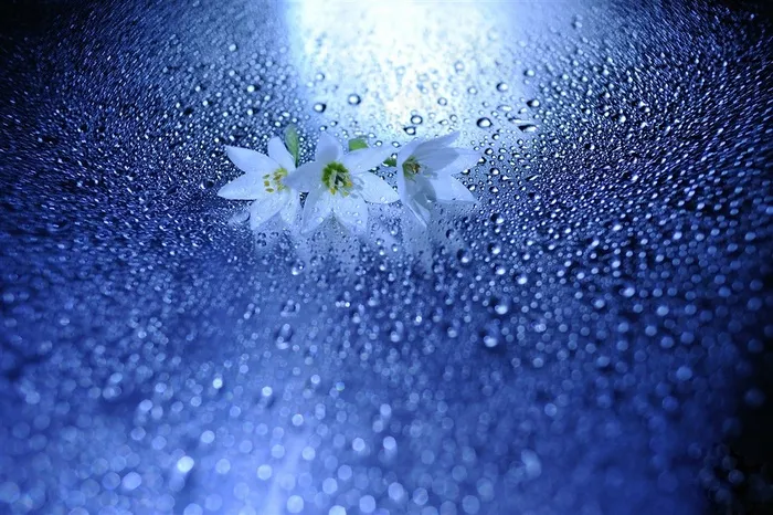 唯美纯白小花高清鲜花图片