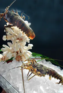 HQ-658龙虾仔 HQ-658龙虾仔
