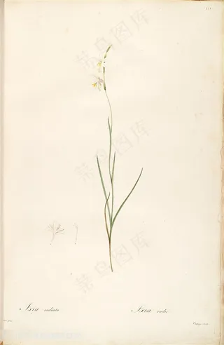 雷杜德原版高清花草兰花图谱