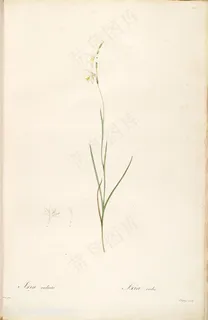 雷杜德原版高清花草兰花图谱 雷杜德原版高清花草兰花图谱