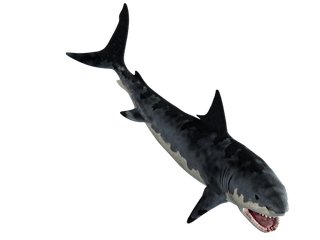 鲨鱼PNG免扣素材海洋世界大海海底