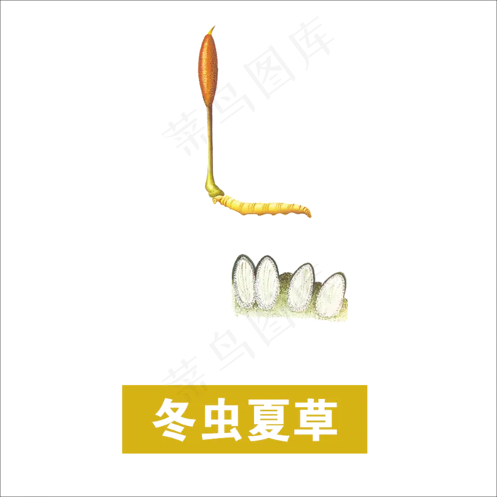 手绘草本中药药材冬虫夏草