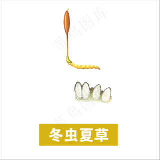 手绘草本中药药材冬虫夏草