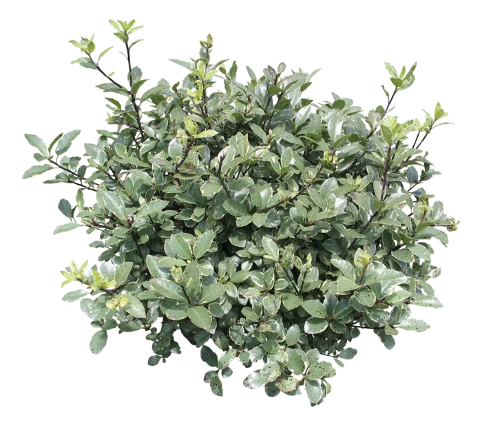 高清树木素材 免抠PSD植物素材 美术绘画园林贴图 树草灌木花草