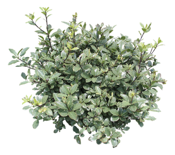 高清树木素材 免抠PSD植物素材 美术绘画园林贴图 树草灌木花草