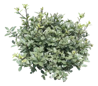 高清树木素材 免抠PSD植物素材 美术绘画园林贴图 树草灌木花草