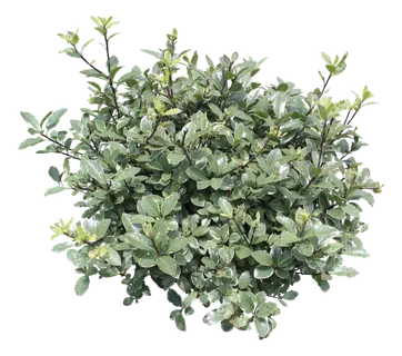 高清树木素材 免抠PSD植物素材 美术绘画园林贴图 树草灌木花草 高清树木素材 免抠PSD植物素材 美术绘画园林贴图 树草灌木花草