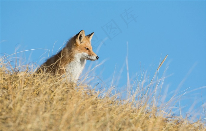 山坡上的野生动物狐狸图片