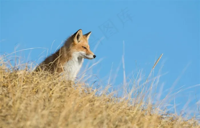山坡上的野生动物狐狸图片