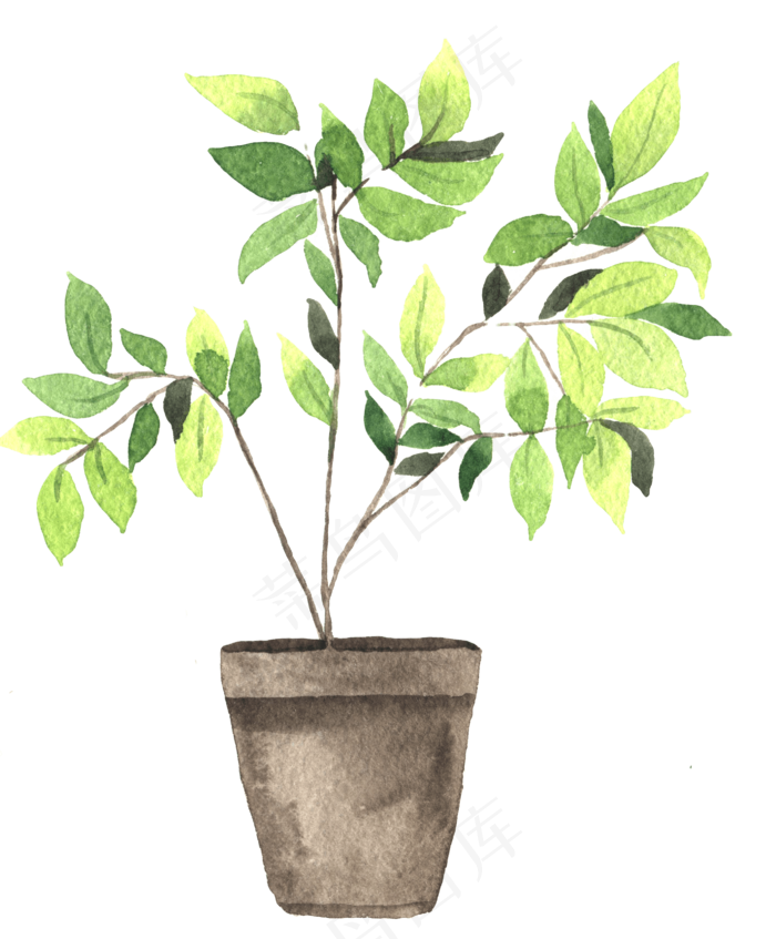 水彩插画-植物12