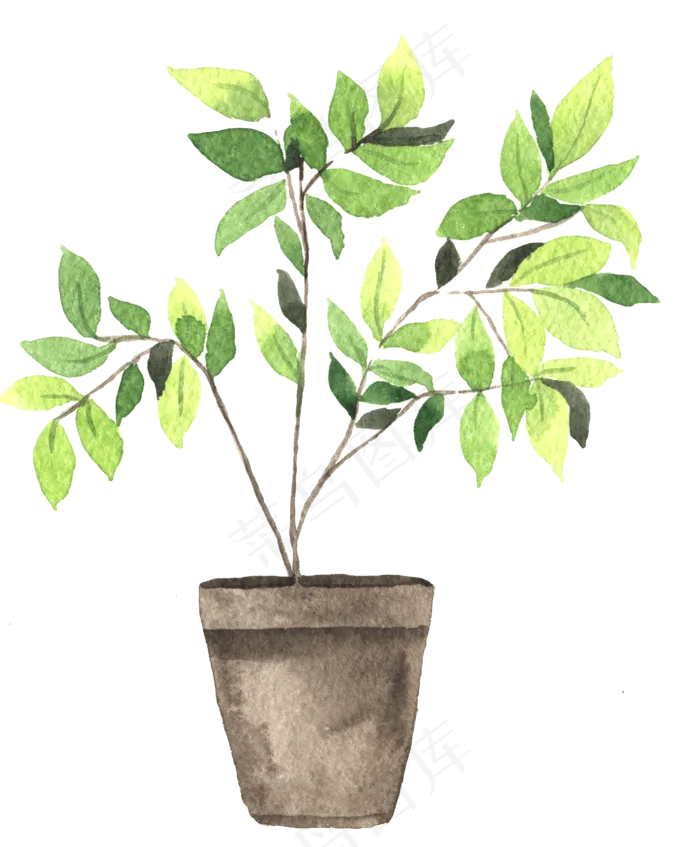 水彩插画-植物12