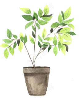 水彩插画-植物12