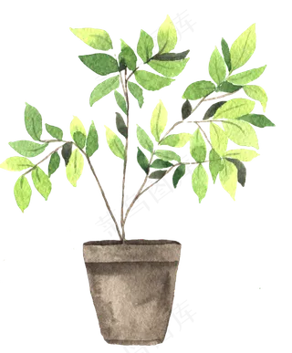 水彩插画-植物12