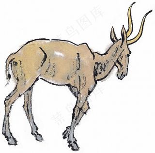 野生动物美图素材