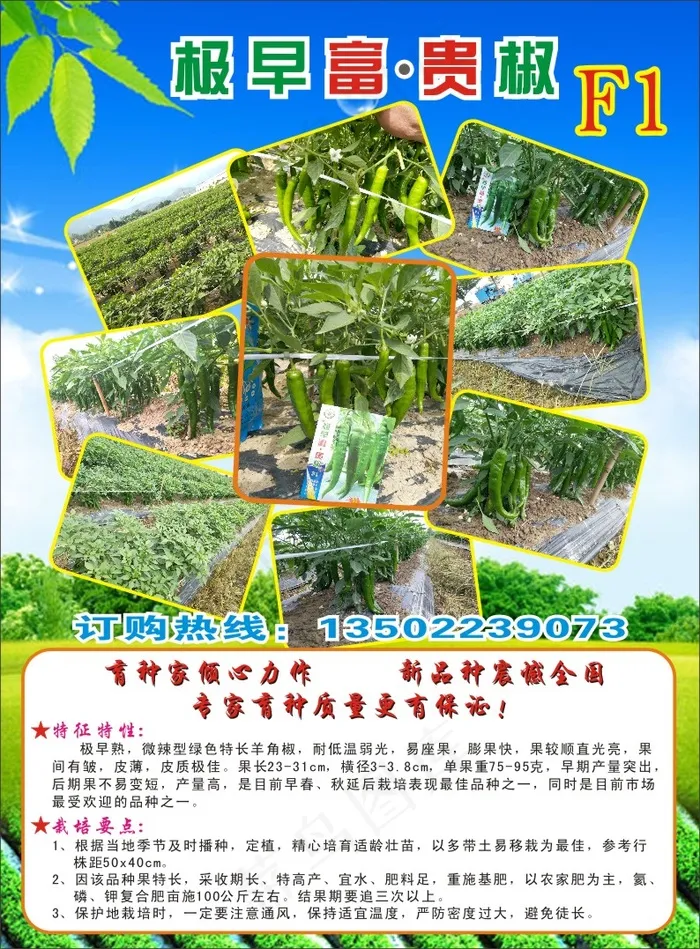辣椒种子宣传单cdr矢量模版下载