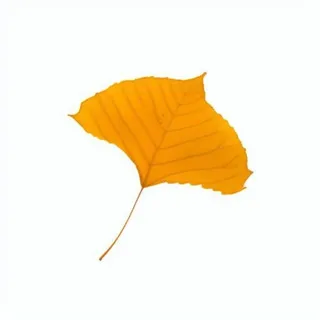 银杏叶秋天黄色树叶免抠元素 银杏叶秋天黄色树叶免抠元素