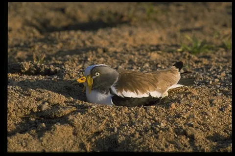 飞禽 235 飞禽 235