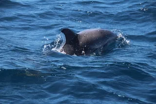 海面上的海豚图片