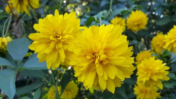 灿烂黄色花朵图片 灿烂黄色花朵图片