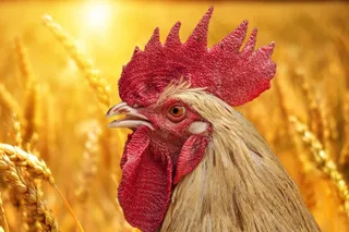 公鸡红鸡冠头部特写图片