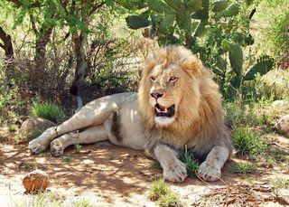 凶猛雄狮子图片