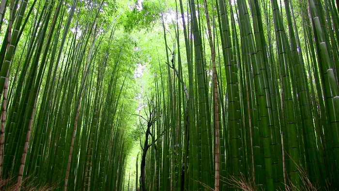 高清竹子竹林