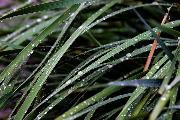 清晨公园的露水