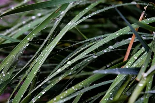 清晨公园的露水