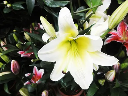高清百合花特写图片下载 高清百合花特写图片下载