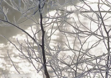冰天雪地-树木上的树枝挂满雪花