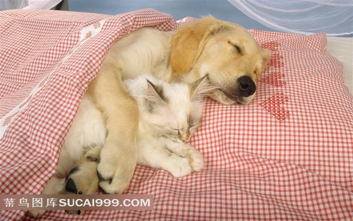 盖毯子入睡的狗狗猫猫素材