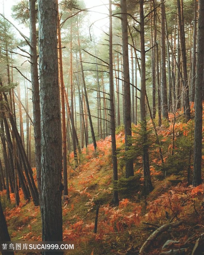 秋季森林图片