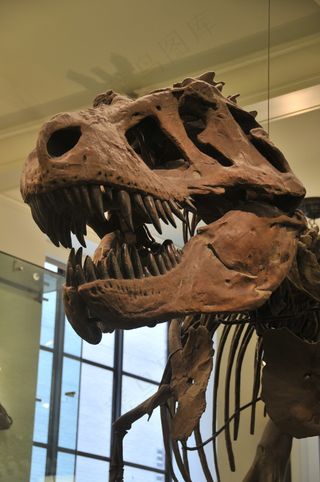 霸王龙骨架图片