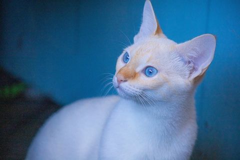 可爱猫咪猫猫摄影素材