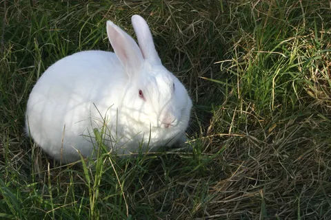 兔子可爱动物素材动物实拍