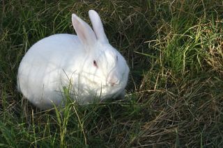 兔子可爱动物素材动物实拍