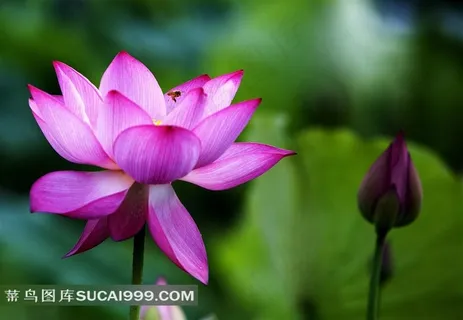 美艳荷花图片 美艳荷花图片