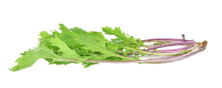 红菜苔叶超市商品白底图免抠实物摄影png格式图片透明底