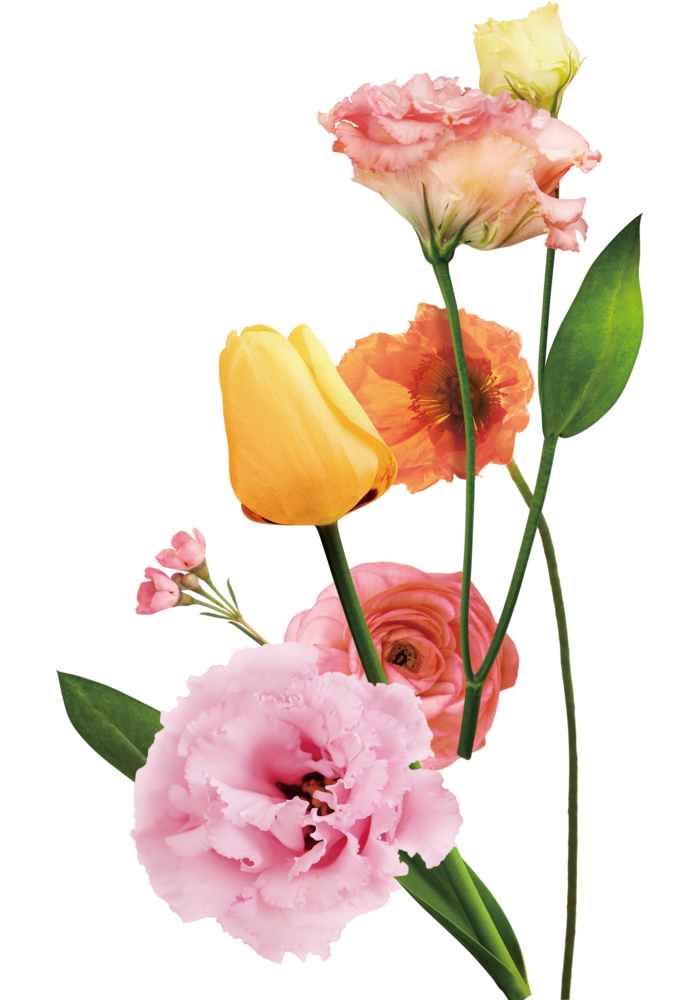 免抠鲜花花朵素材