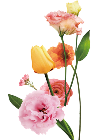 免抠鲜花花朵素材