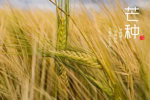 芒种二十四节气图片